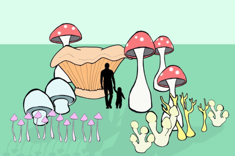 Fungal Forest by Sanctum Studio. Photo provided by Sanctum Studio. Fungal Forest by Sanctum Studio. Photo provided by Sanctum Studio.