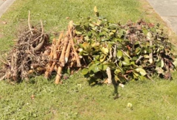 4 bundles of branches sit on a nature strip. Two on the left are sticks and branches without leaves, on the right they have leaves. 4 bundles of branches sit on a nature strip. Two on the left are sticks and branches without leaves, on the right they have leaves.