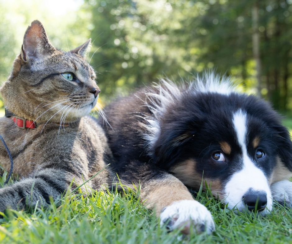 Help shape how we manage pets in Merri-bek